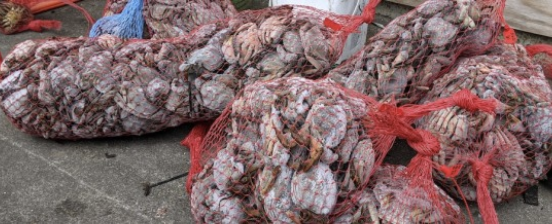 Hundreds of frozen European green crabs, trapped as part of Pacific Shellfish&rsquo;s removal efforts in Grays Harbor