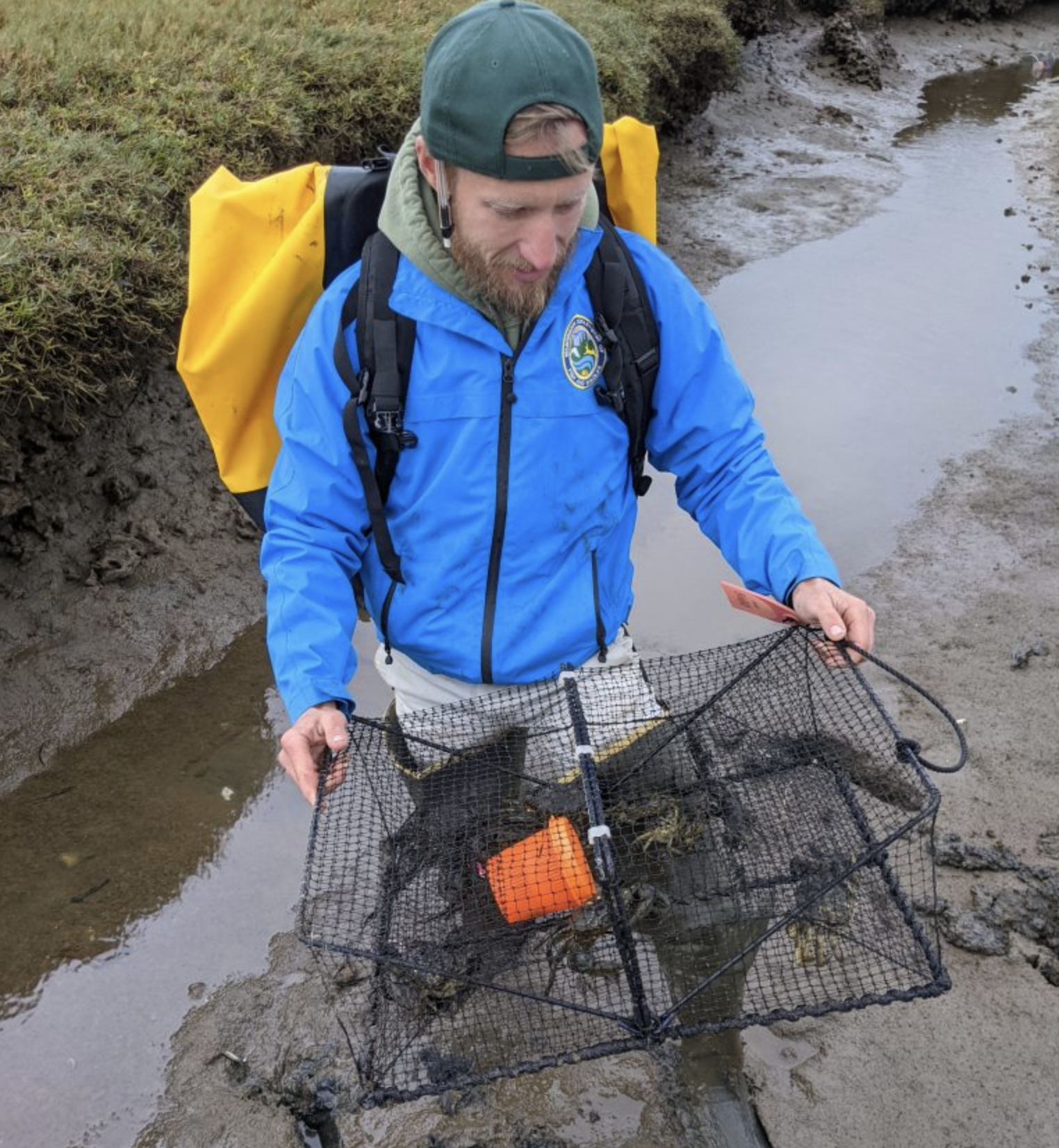 WDFW Technician in blue jacket stands in deep muddy channel holding a square Fukui fish trap that contains an orange bait jar and about a dozen European green crabs.<br />
