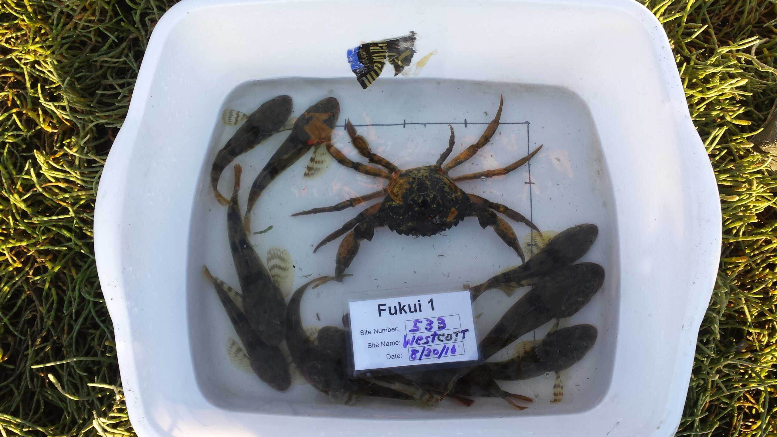 European Green Crab in a bin with other sculpins