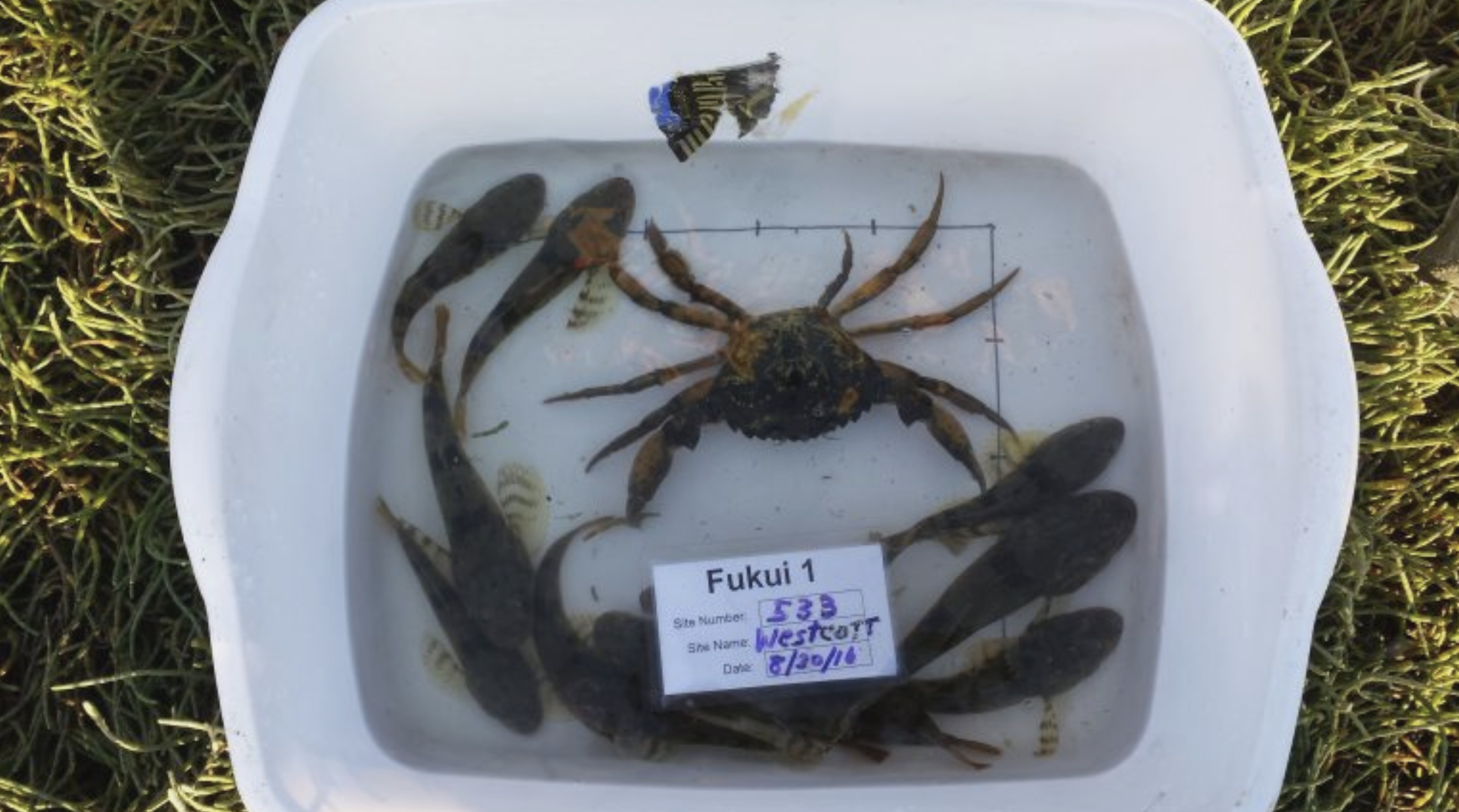 Photograph of a white dishtub with a European green crab surrounded by about a dozen staghorn sculpins. The label in the bin says "Fukui 1, Site number 533, Site Name: Westcott, Date: 8/30/16"
