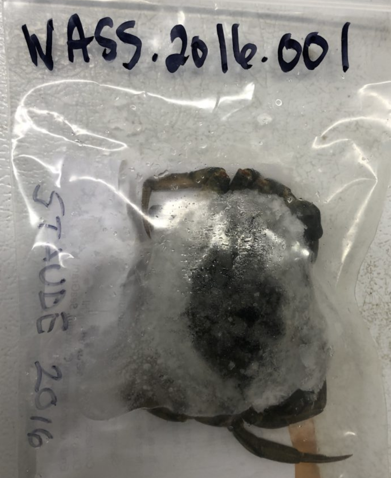 A plastic resealable bag labeled "WASS.2016.001" with a frozen European green crab inside.
