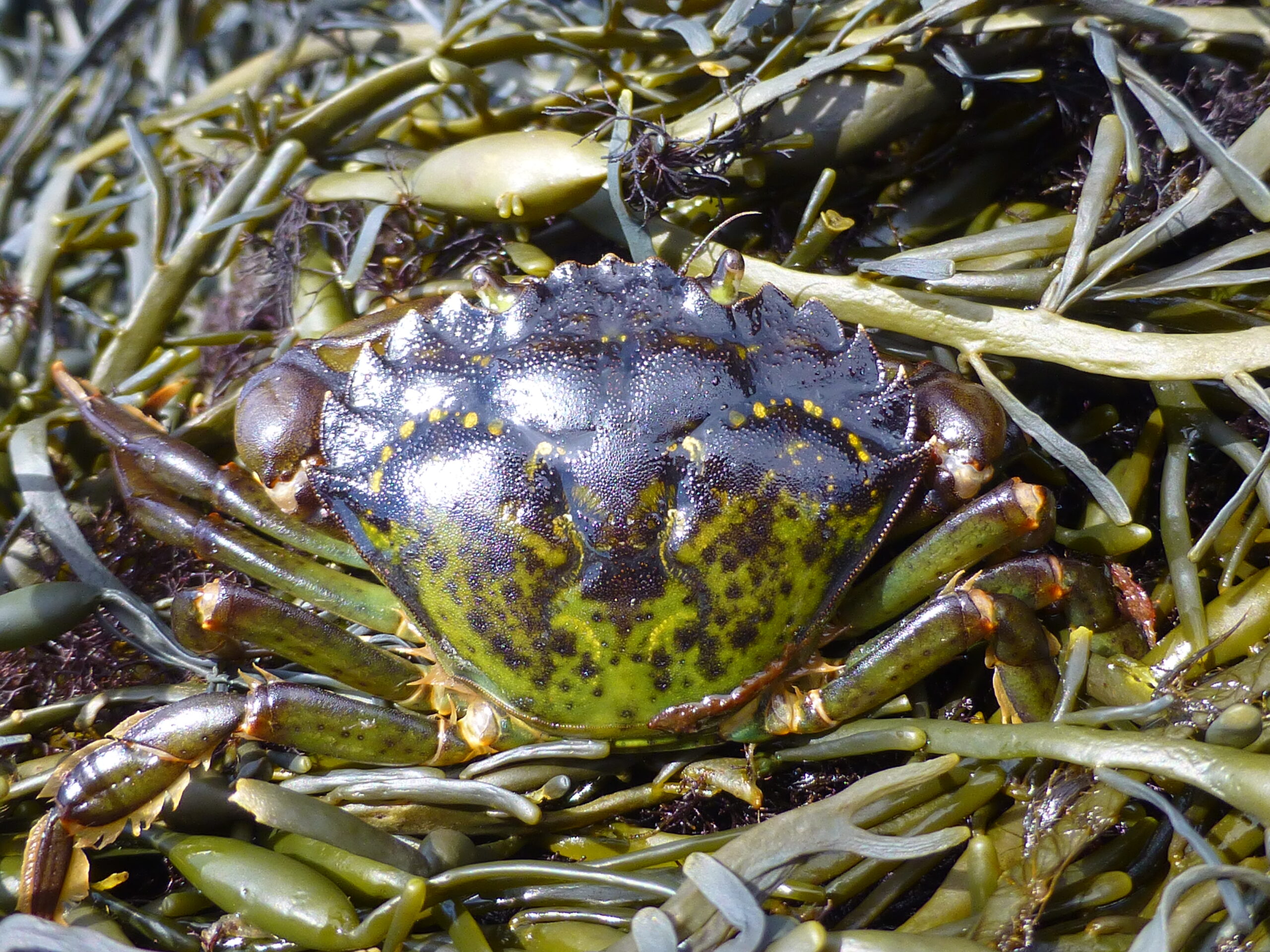 The dorsal view of a European green crab is in the foreground of the photo, resting on the Ascophyllum nodosum seaweed species which looks a bit like grass with small bulbs.