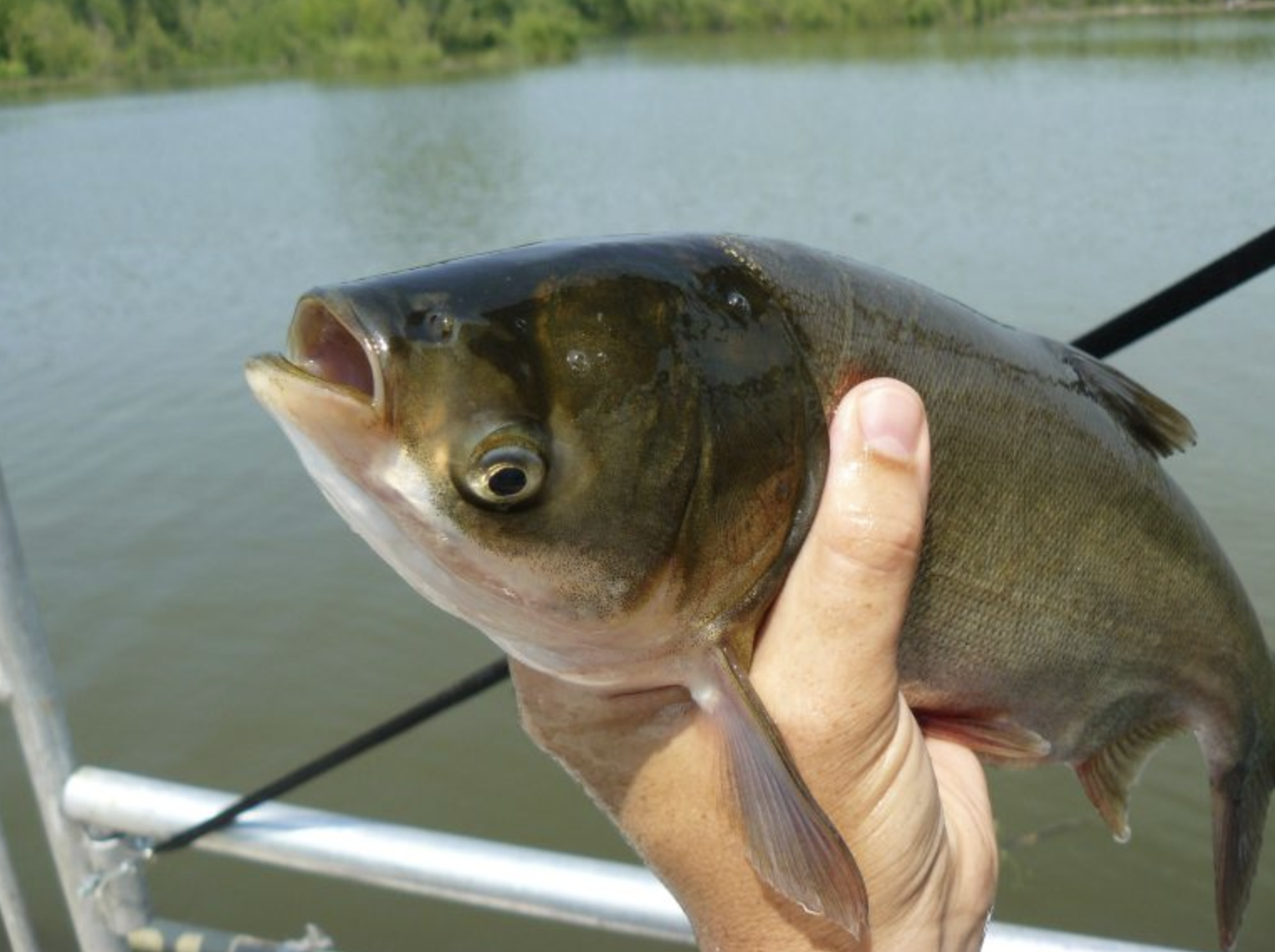 A photograph of a silver carp held in a hand on a boat in a lake or river.
