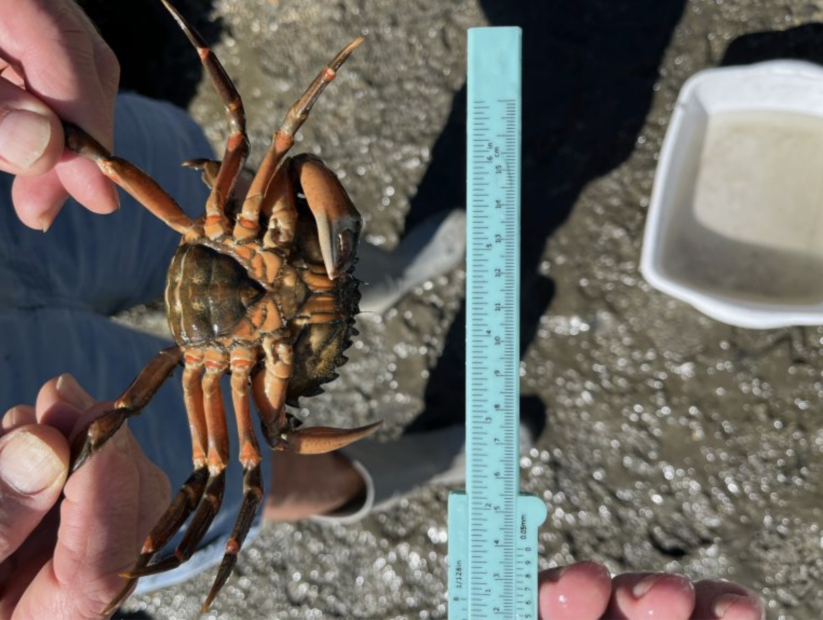 Ventral view of a female green crab, with a bright red orange underside. The crab is held by the legs over the ground and another person holds calipers next to the crab for scale.<br />
