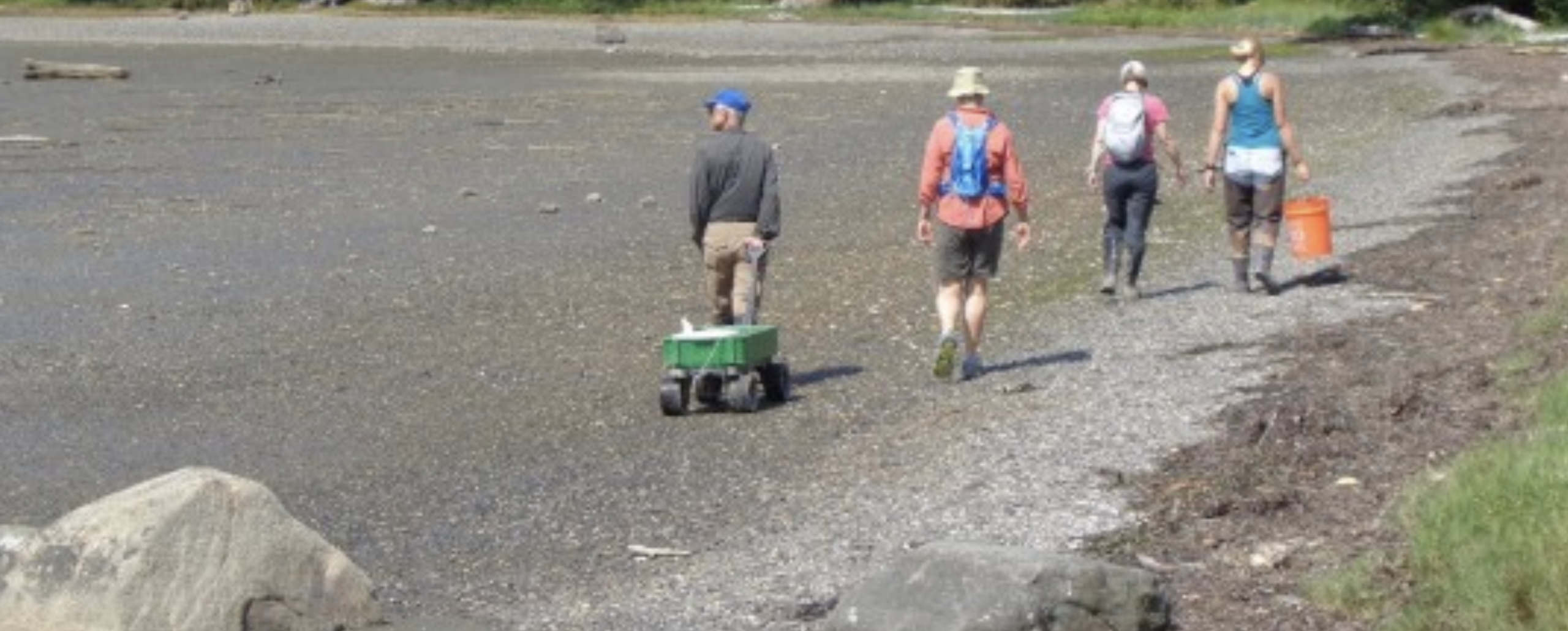 Volunteers walking on the beach with their buckets