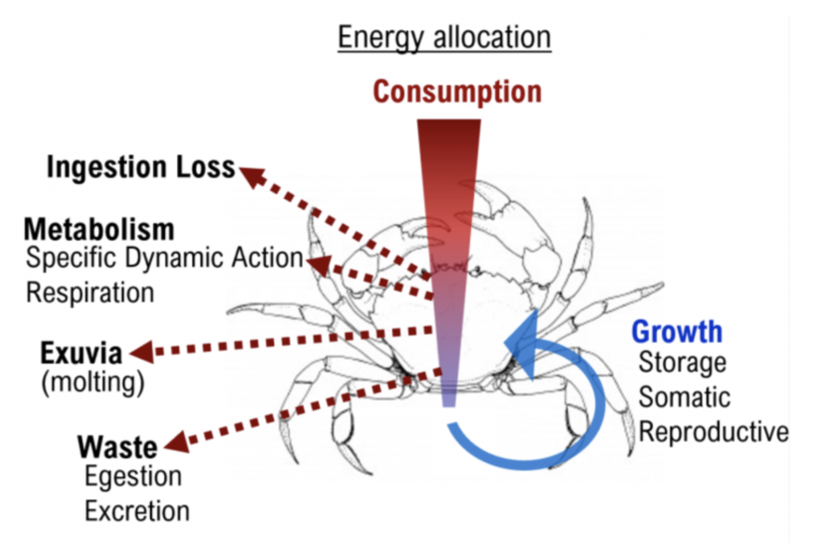 EcoSystemConf_Figure Diagram showing inputs and outputs of energy related to crab growth. Energy input from what the crab eats, is reduced by ingestion loss, metabolism, molting, and waste, while the remaining energy is either stored or used for individual or population growth/reproduction.<br />