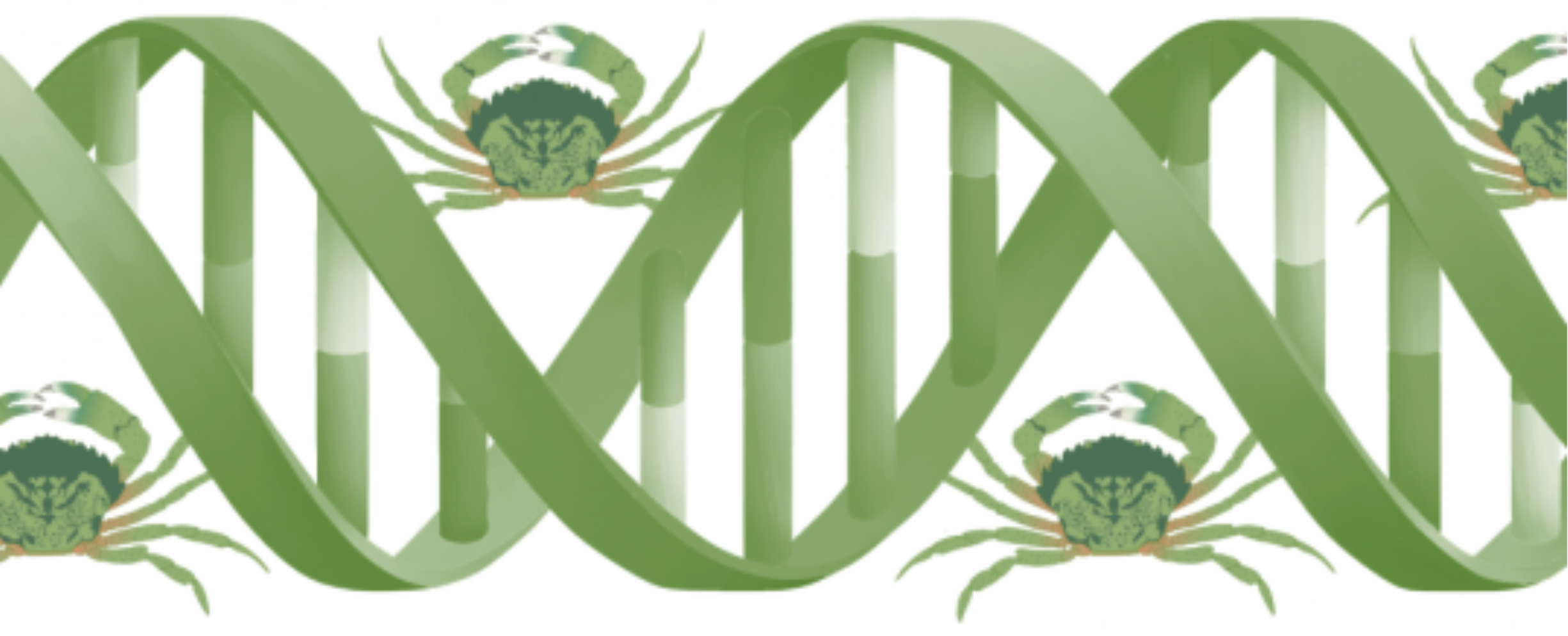 Green DNA wrapped around European Green Crabs