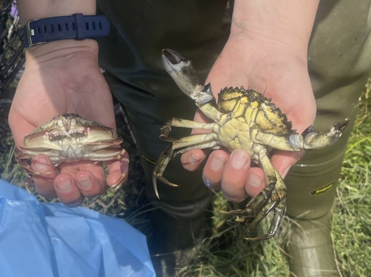 Two crabs are held in a persons hands, facing the camera. The graceful crab, on the left, has claws folded up. The European green crab, on the right, has claws extended in a defensive meral display.<br />
