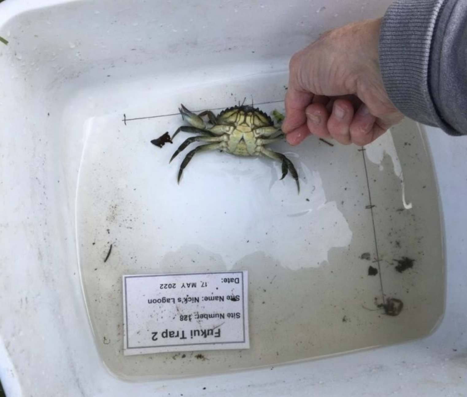 A hand holds a European green crab in a white bucket
