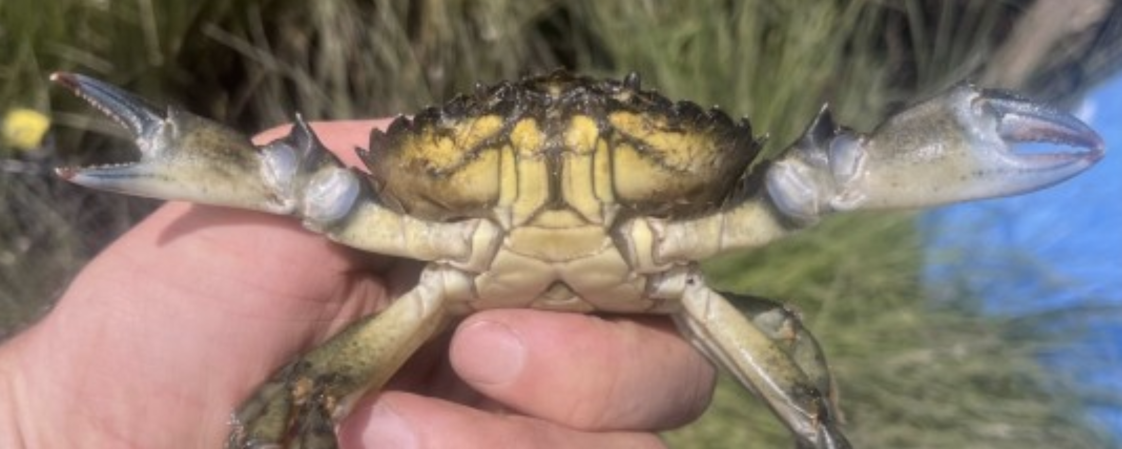 European Green Crab being held up to the camera
