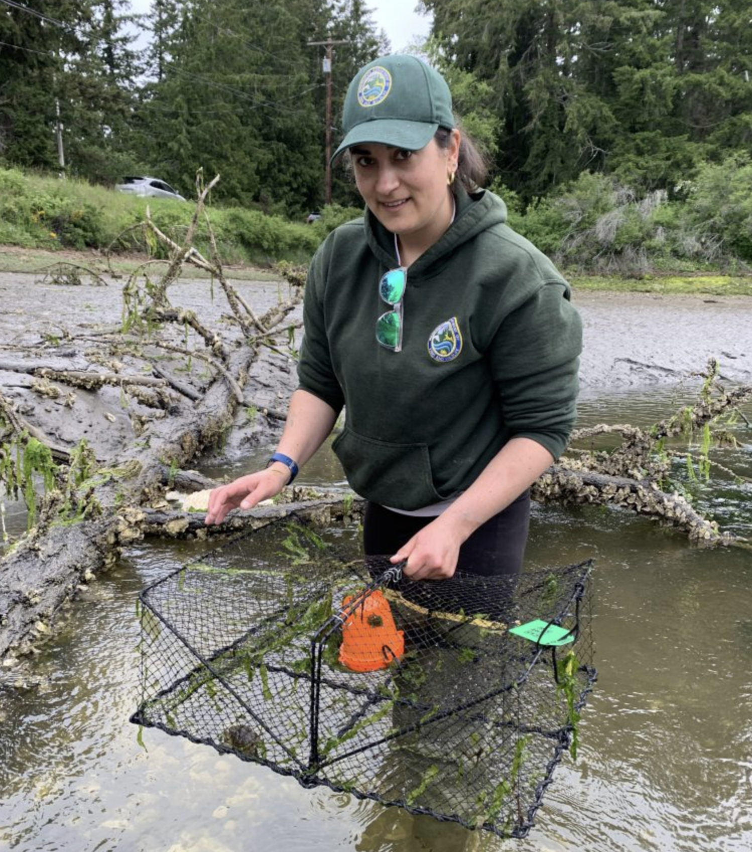 Person in WDFW uniform stands in shallow water and holds a fukui trap with a green crab in it.<br />

