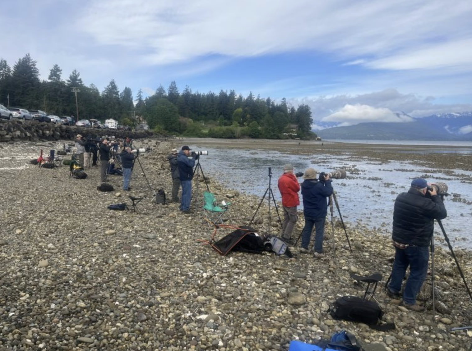 On a gravel beach, a line of people with tripods and telephoto cameras line up to to photograph bald eagles feeding on an exposed tide flat.