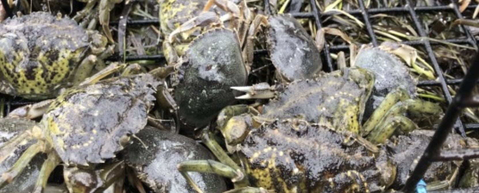 A pile of European Green Crab 