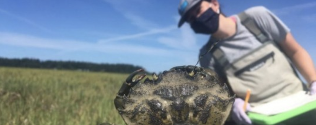 European Green Crab in the foreground with a crab team volunteer in the back 