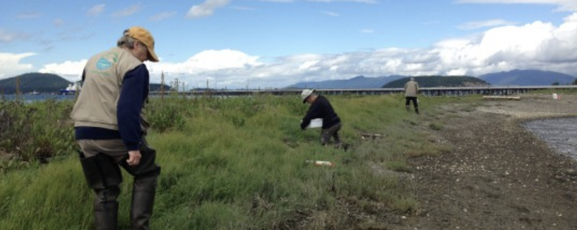 Volunteers hunt for molts at Crandall Spit. </p>
<p>