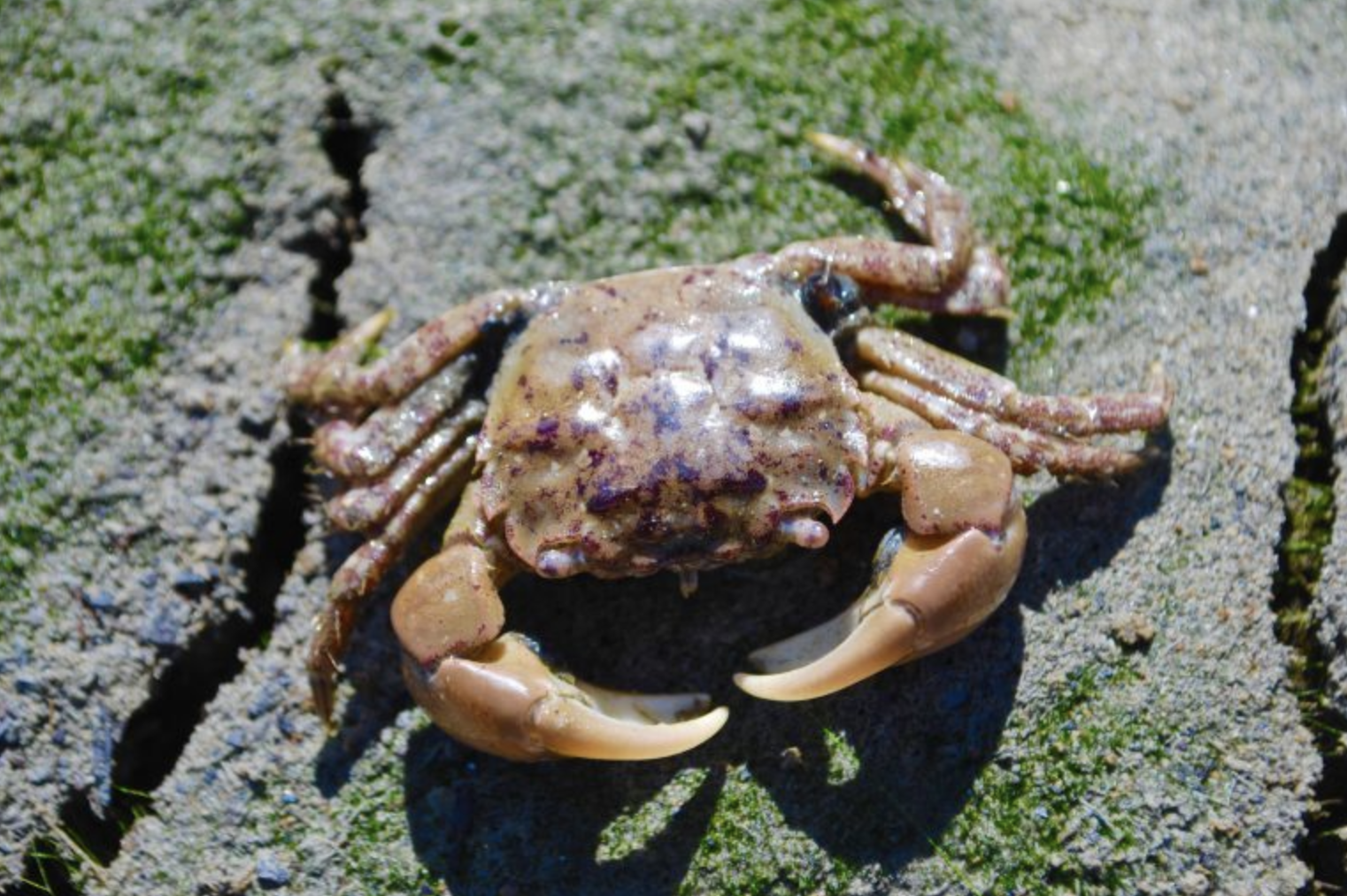 A molt (left) will have a clean shell interior, and open like a jewelry box hinging at the eyes. A dead crab (right) may be filled with &ldquo;goo&rdquo; of various colors in the middle section of the shell and attached to the inside of the carapace. Note that both crabs appear to have gills, while the molt actually only has the molted coverings of the gills. Photos Jeff Adams and Emily Grason