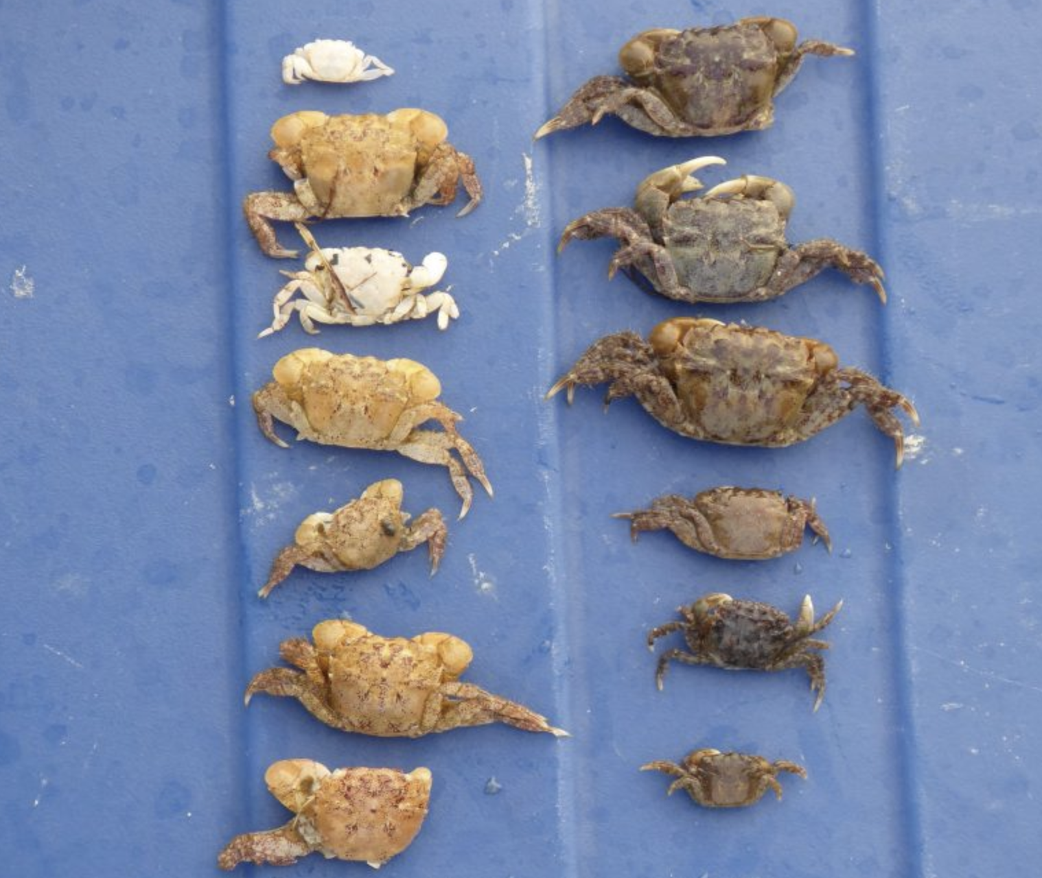 A molt (left) will have a clean shell interior, and open like a jewelry box hinging at the eyes. A dead crab (right) may be filled with &ldquo;goo&rdquo; of various colors in the middle section of the shell and attached to the inside of the carapace. Note that both crabs appear to have gills, while the molt actually only has the molted coverings of the gills. Photos Jeff Adams and Emily Grason