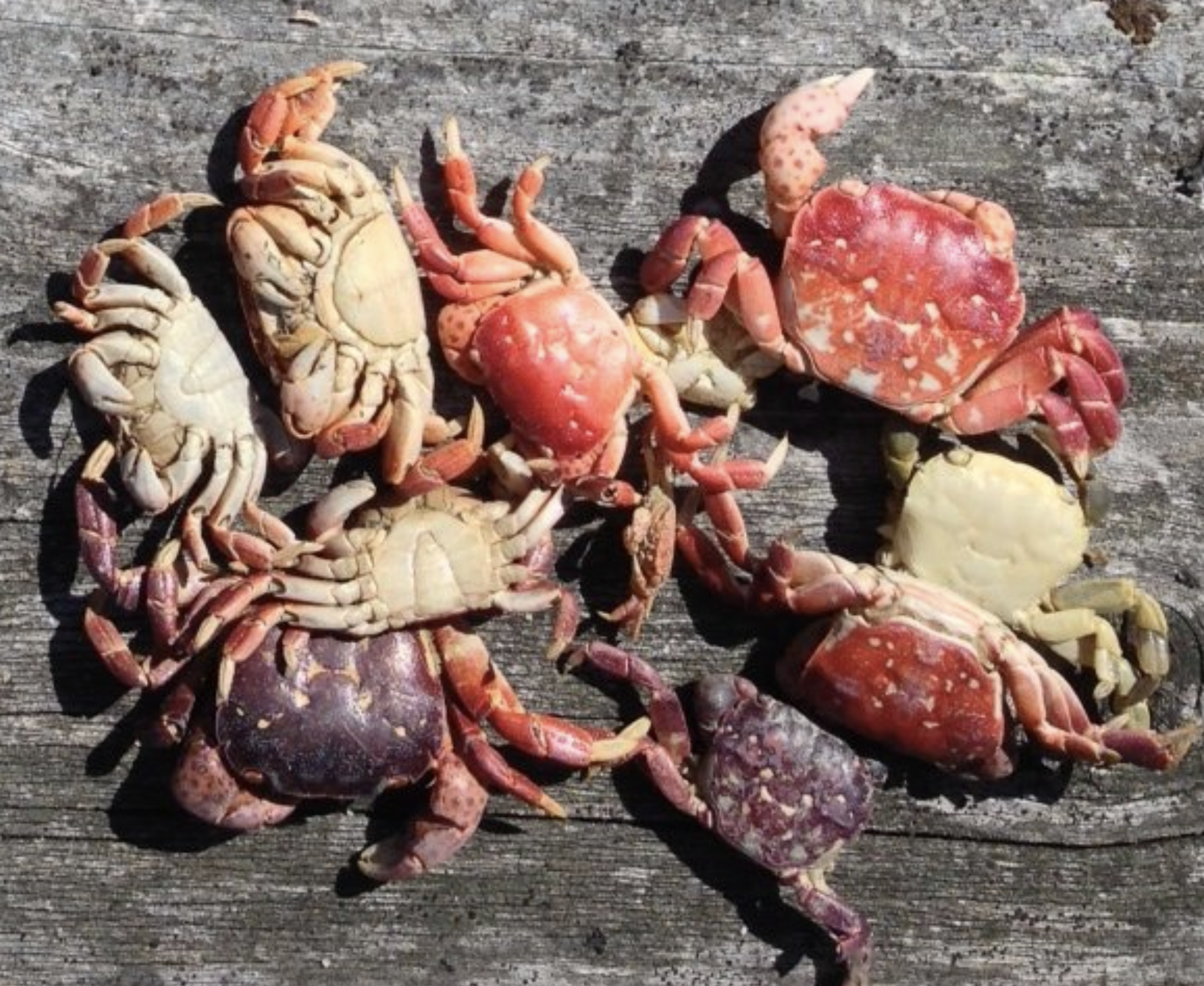 Collection of purple shore crab molts. 