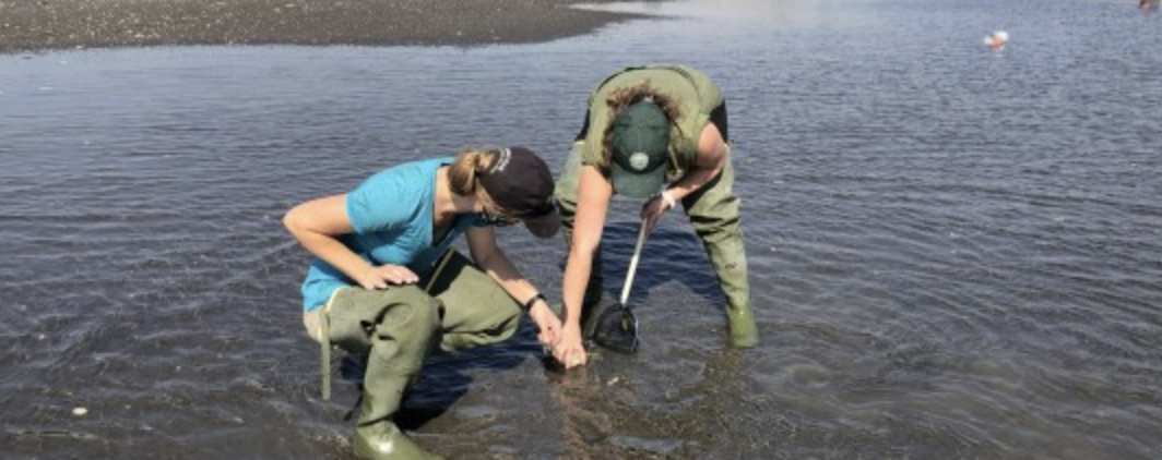 Amy Linhart and WDFW technician April Fleming spotted a juvenile European green crab in Lummi Bay in September. 