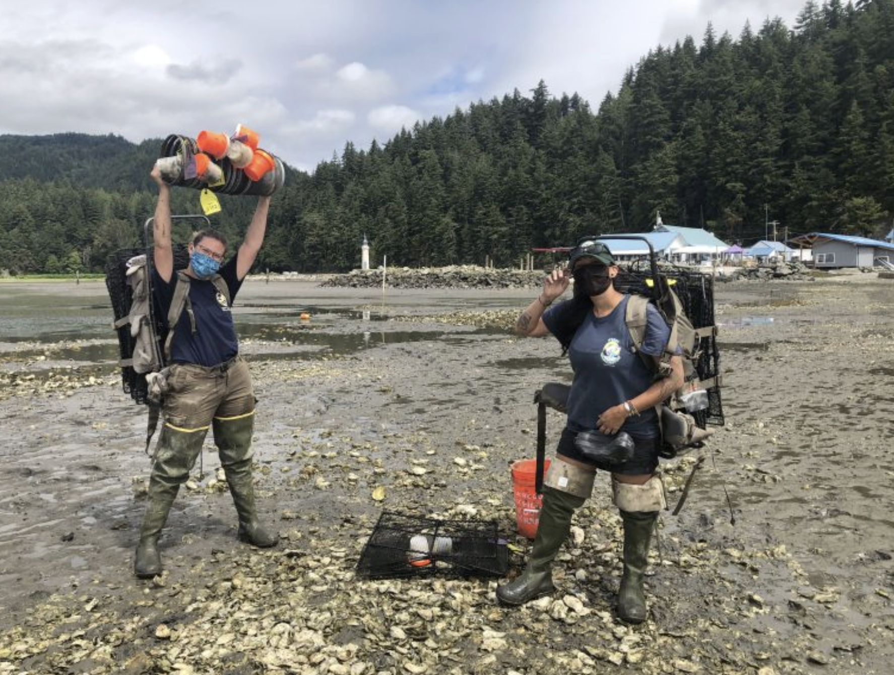 WDFW staff conduct an assessment trapping at Samish Bay. 