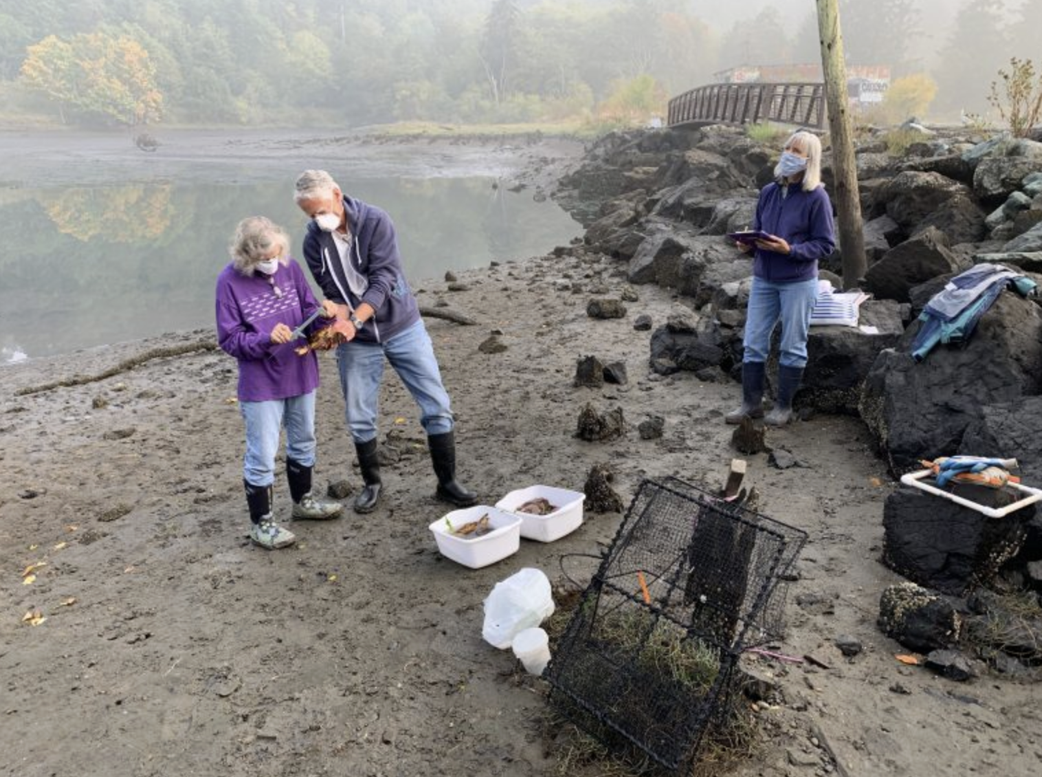 Crab Team volunteers, wearing masks, sample crabs while socially distant.
