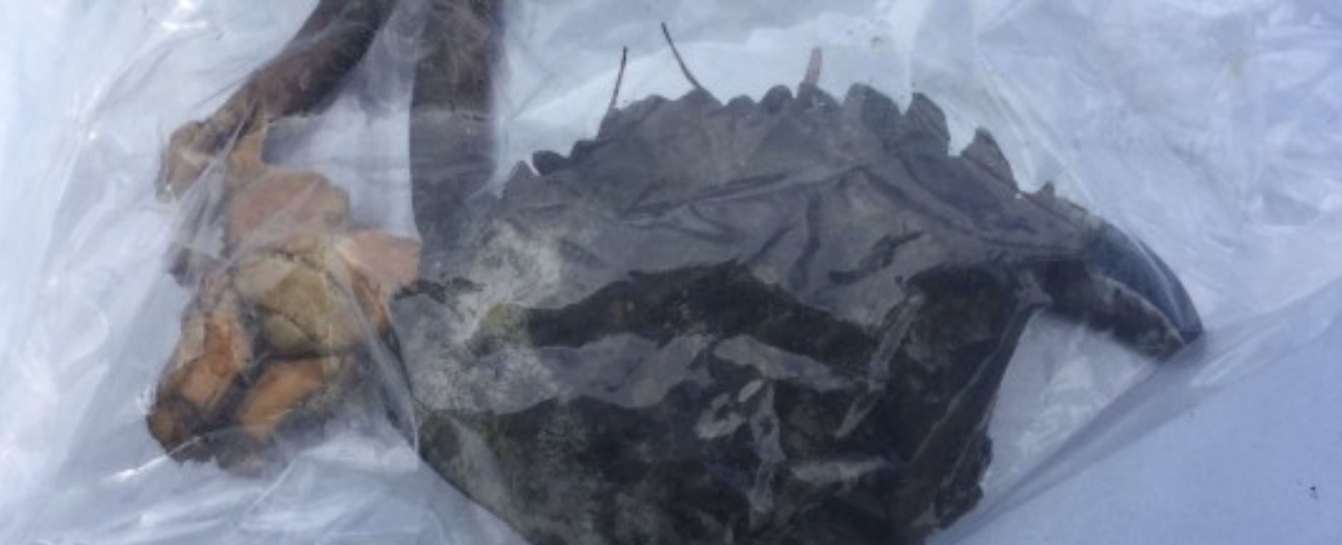  Remains of predated European green crab found at Squalicum Harbor