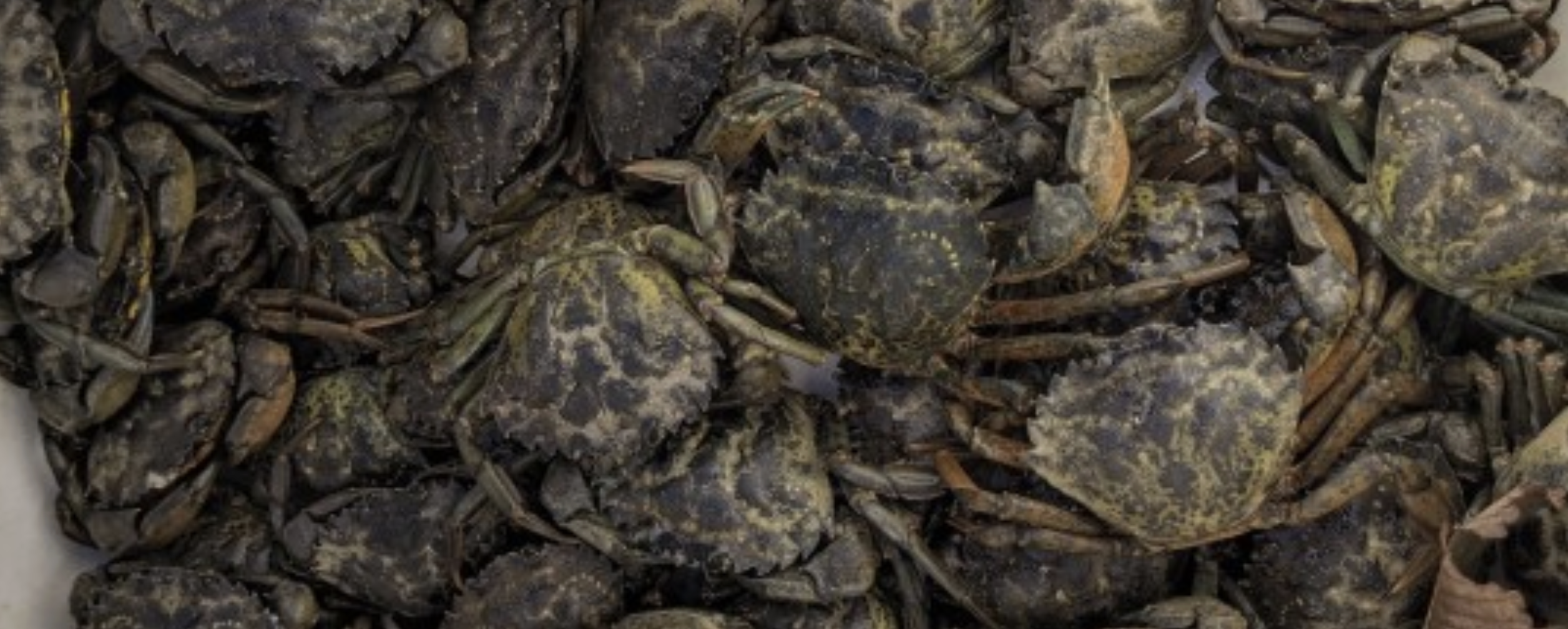  A bucket of European green crabs caught in Willapa Bay in early fall 2020.