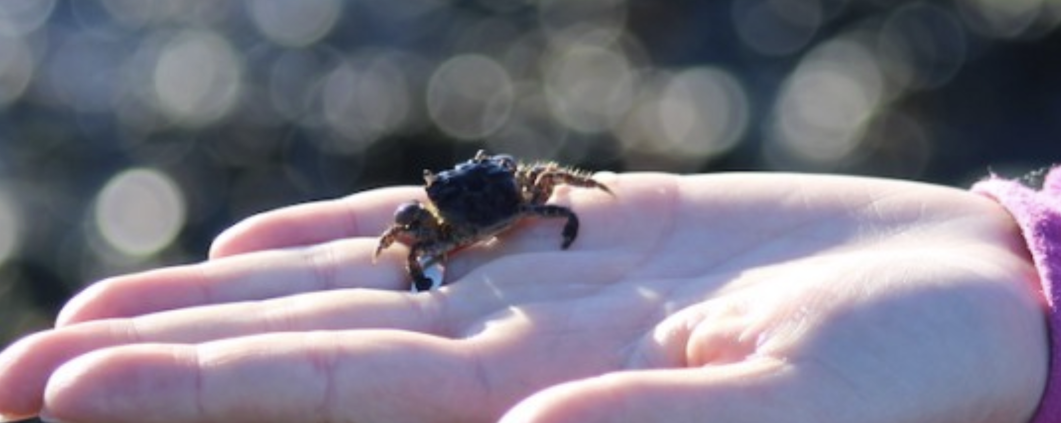Shore crab in the palm of a hand