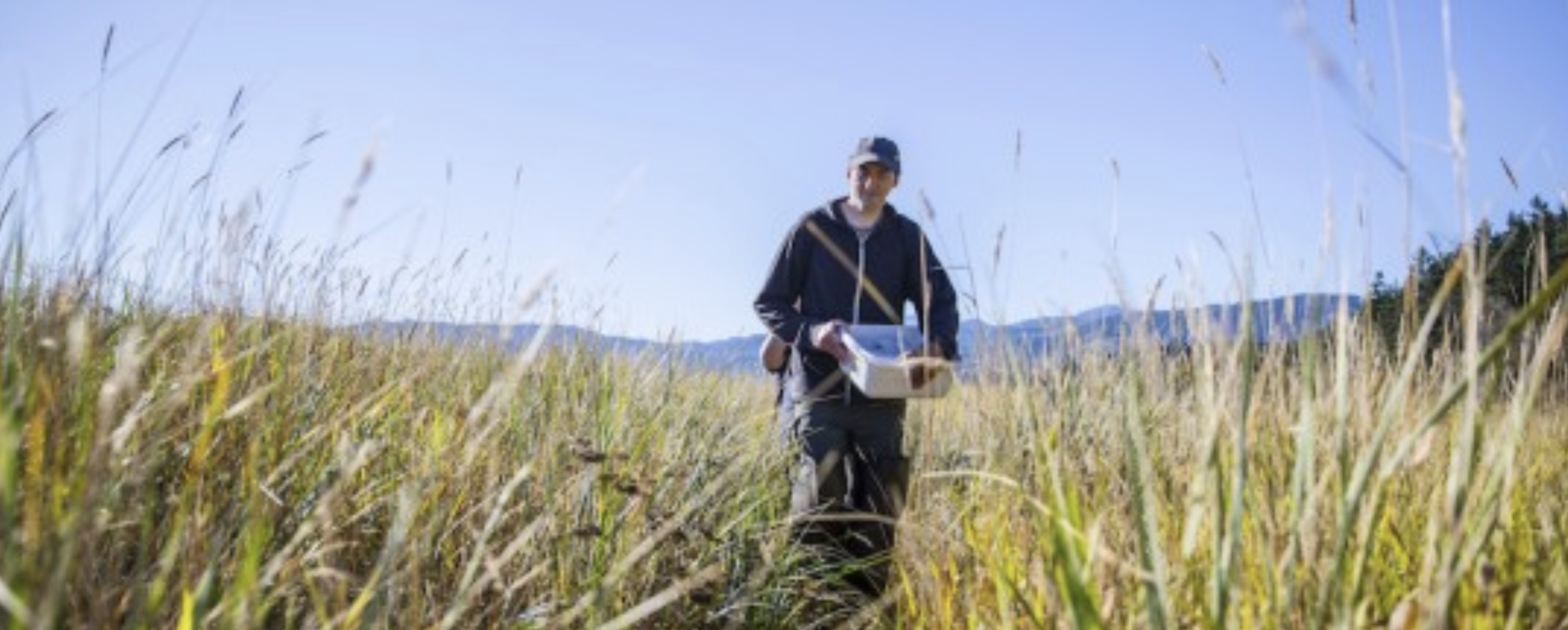 Crab team volunteer walking through the field
