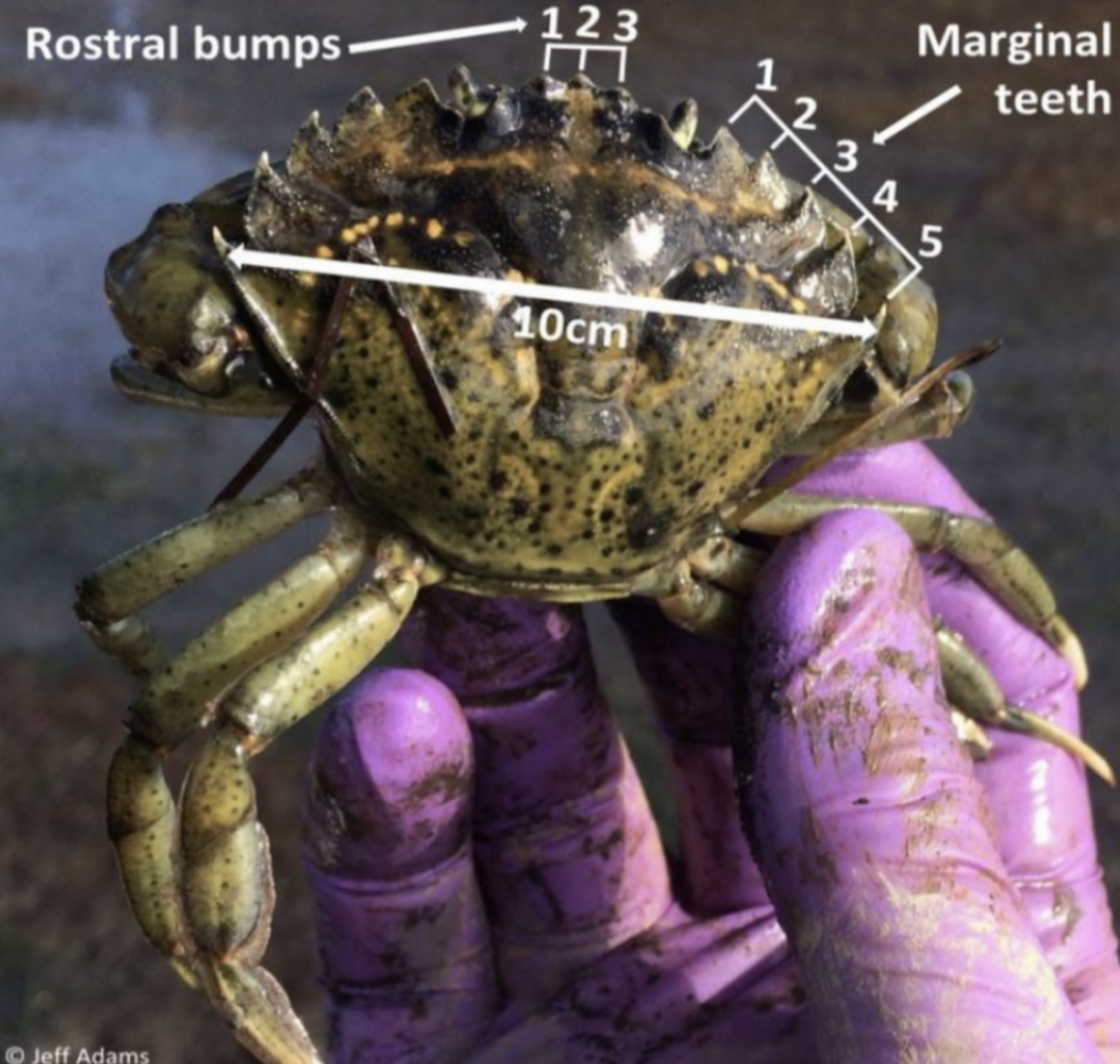 DraytonHarbor_Diagram Diagram of the The identifying features of a European green crab.