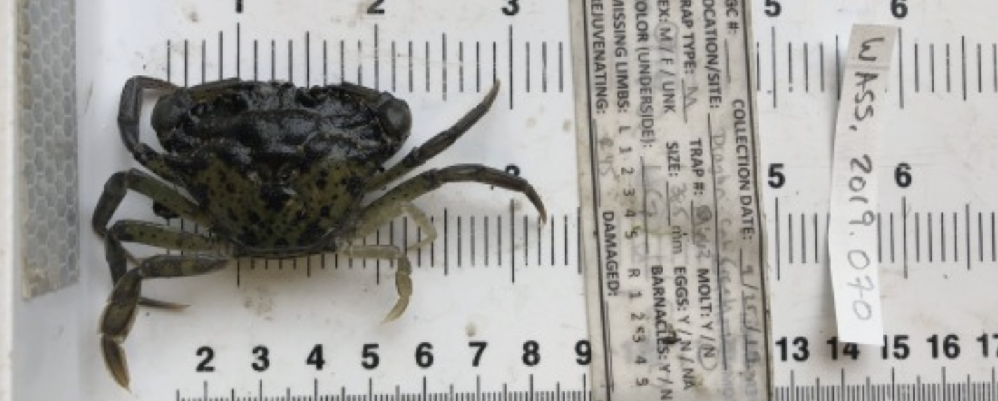 A male, 38.5mm European green crab, one of the 17 captured at Drayton Harbor last month.)  