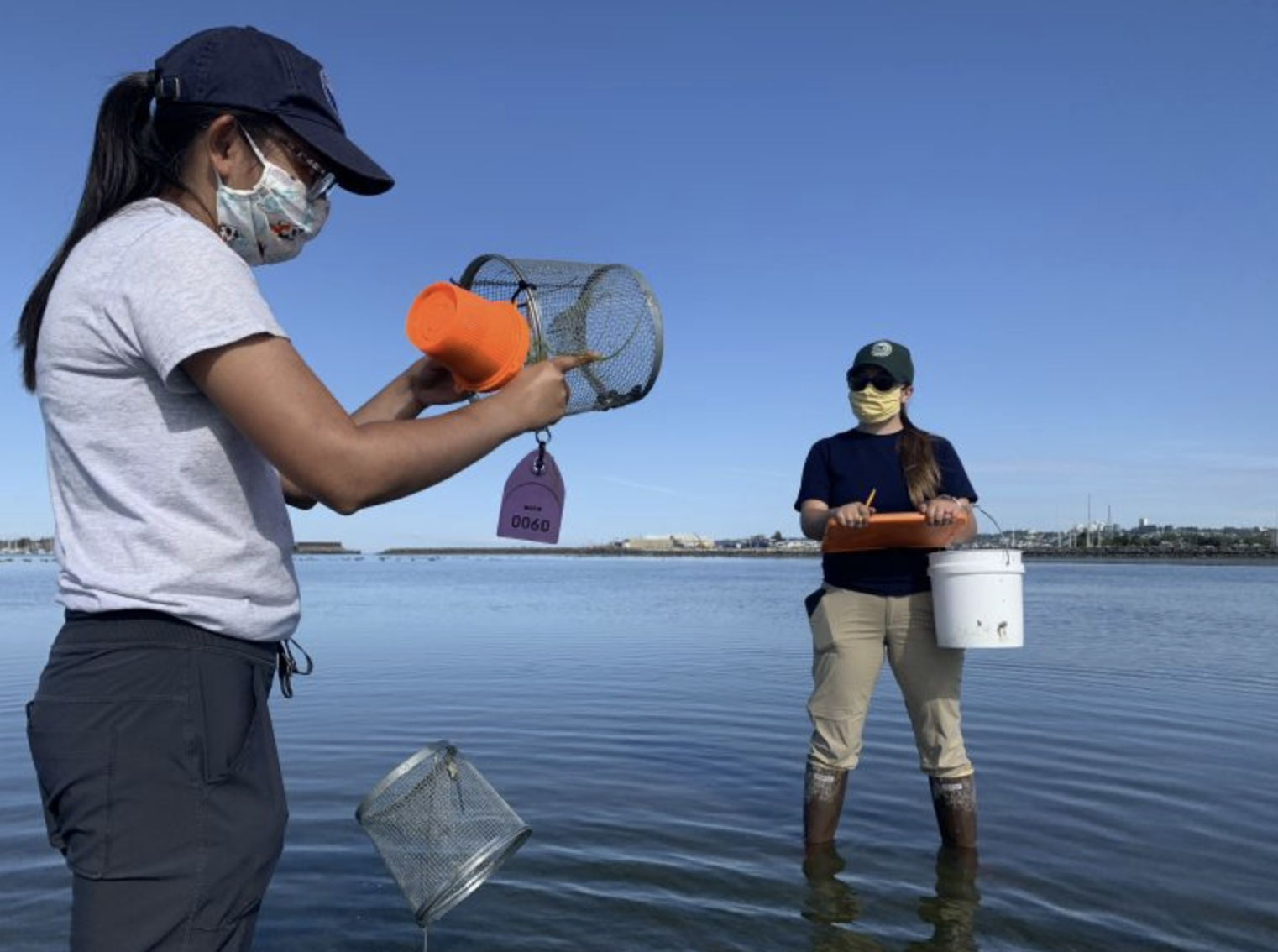 Malise Yun left, holds an open minnow trap looking at the contents. Further back to the right, Lindsey Parker holds a clipboard and bucket. Both are standing in ankle deep water on a tideflat.

