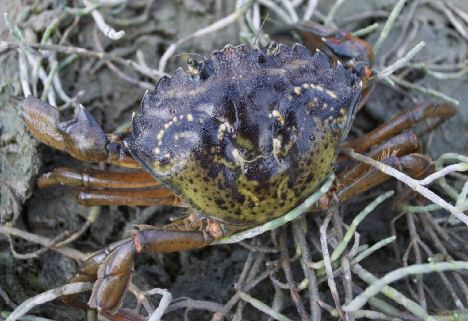 European green crab found at Westcott Bay. 
