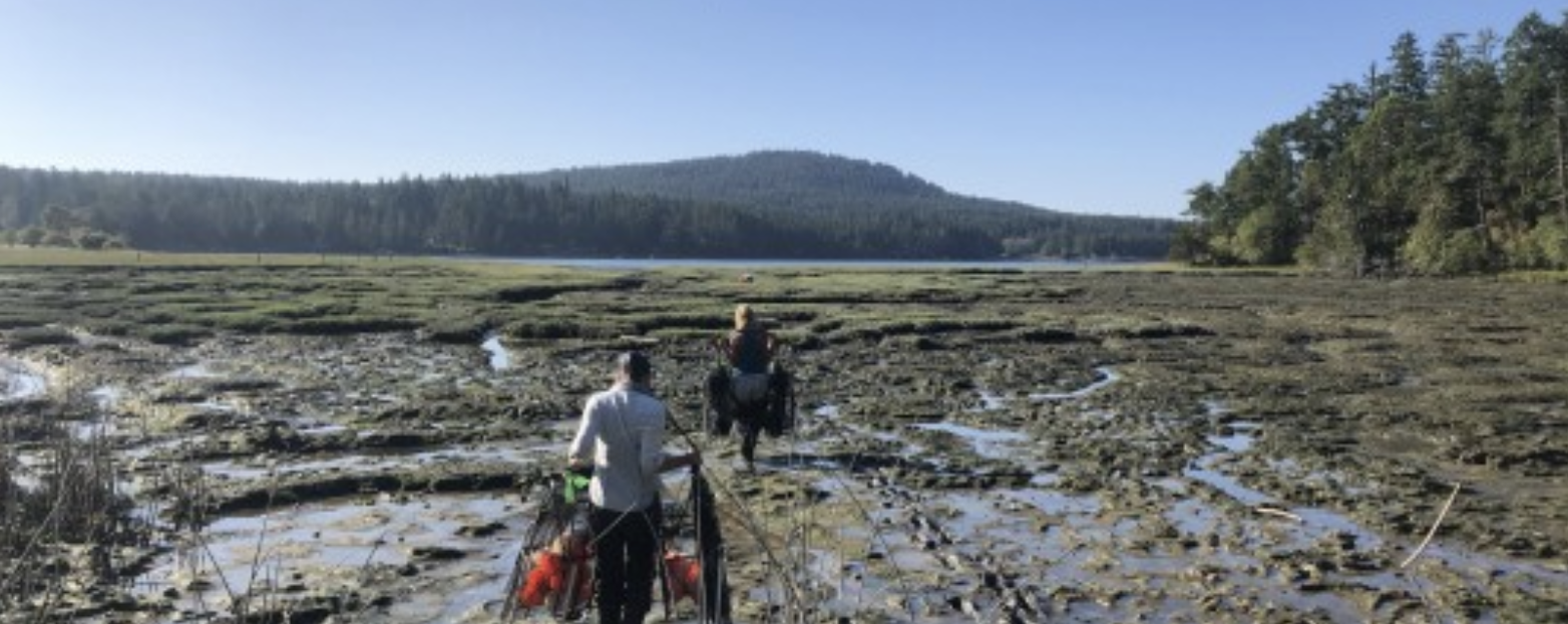  Frances Robertson and Kelly Martin head out to the marsh at Westcott Bay to set traps.