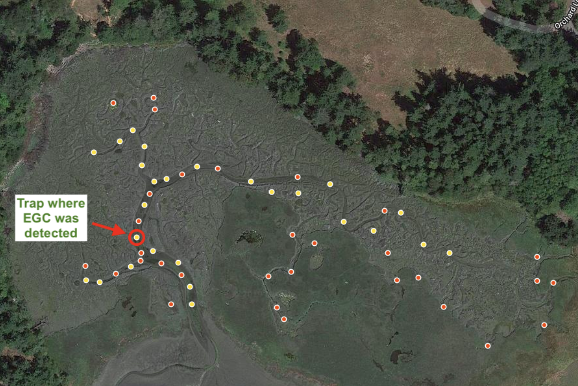 SanJuan_Map Map of Westcott Bay marsh showing trap locations – fukui traps marked in yellow and minnow traps marked in red.
