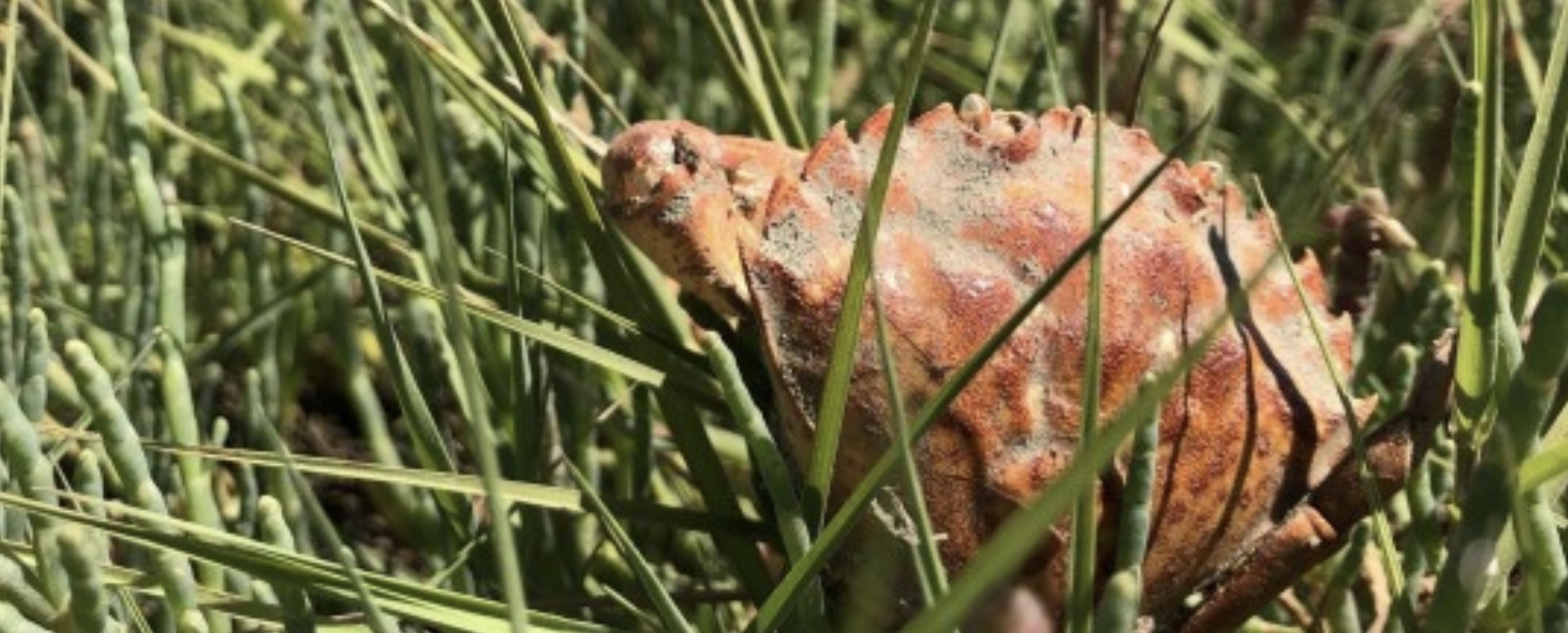 European green crab in the grass