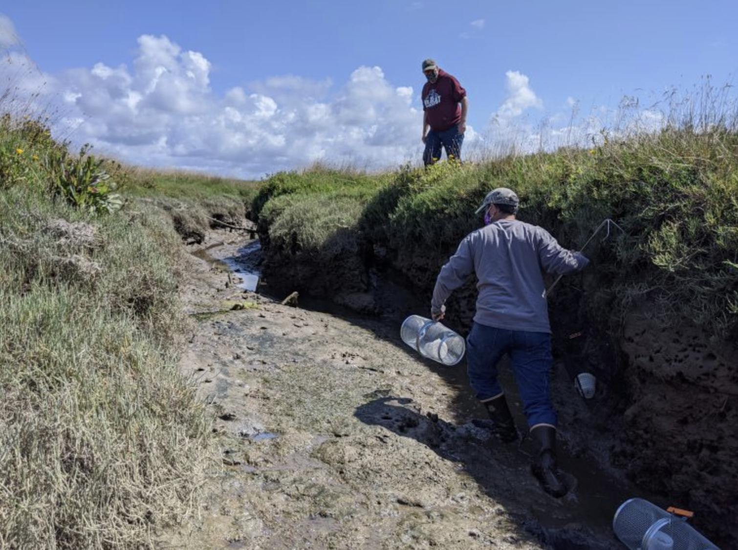 Joe Schumacker and Alan Sarich, staff with the Quinault Tribe, set traps at the Ocean Shores sentinel site in August.