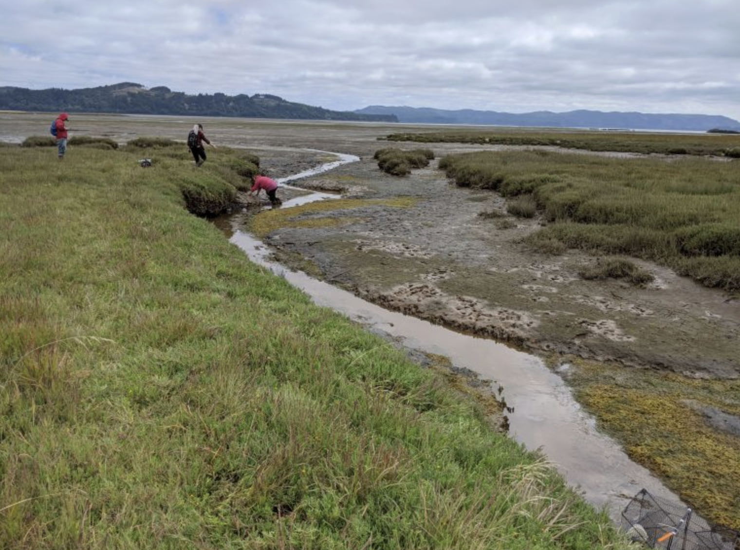 Photo showing three biologists setting traps in a tidal channel

