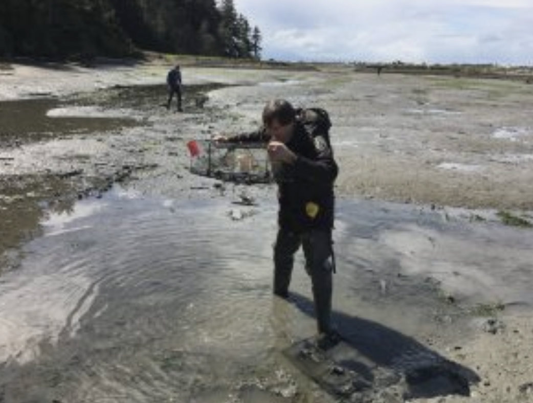 Lorenz Sollmann inspecting a trap at Dungeness Spit. Photo: Allen Pleus/WDFW