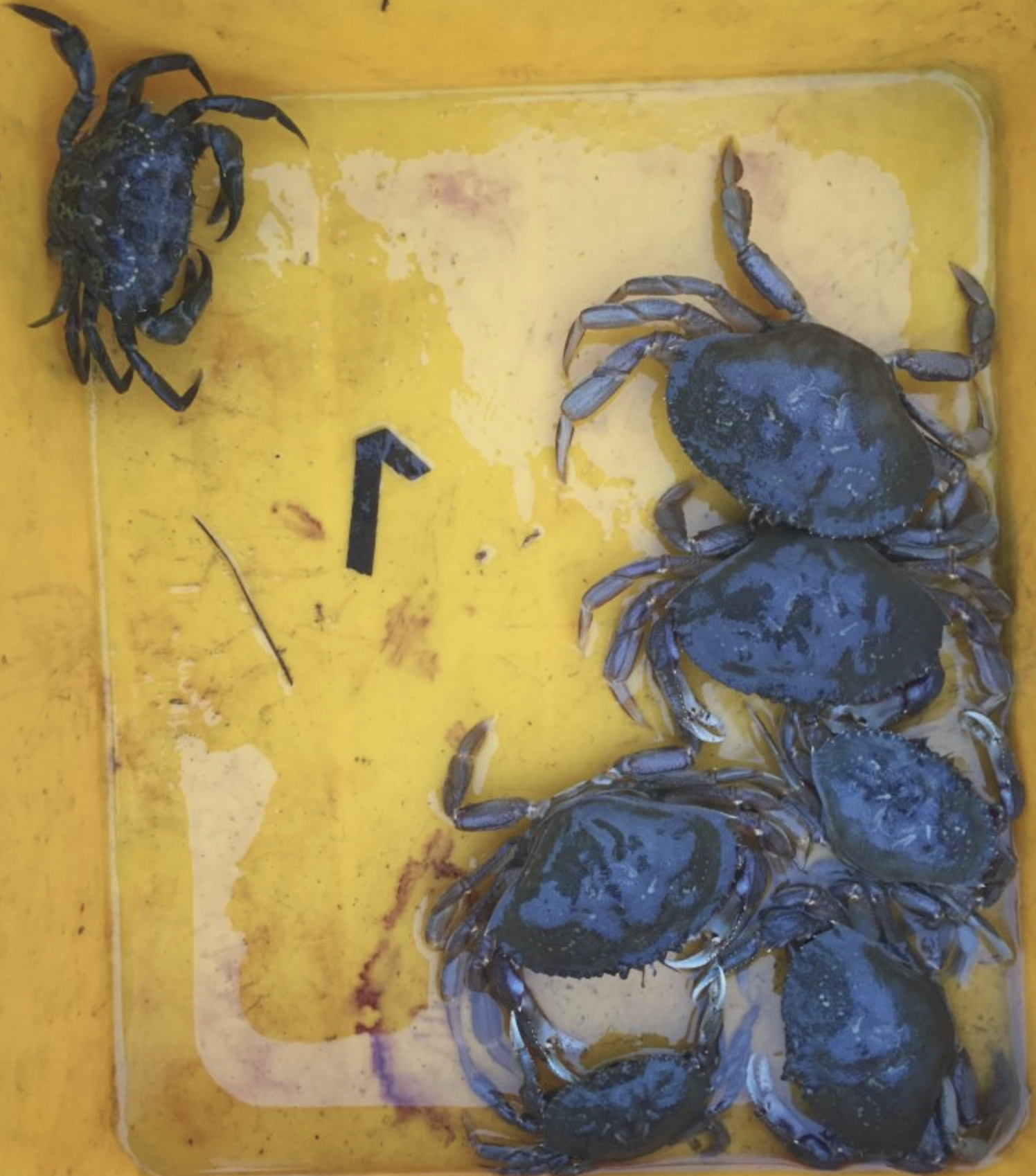 Can you spot the European green crab in amongst the Dungeness crabs? Our first catch in Willapa Bay. (Photo: Sean McDonald)<br />
