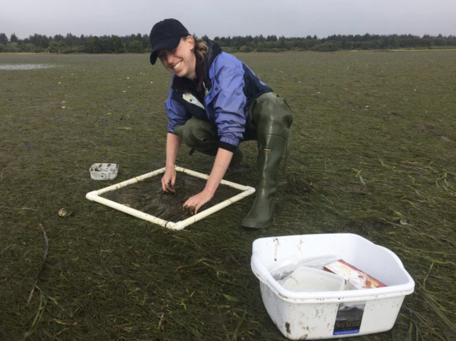 Emily digs her fingers in counting invasive snails - Batillaria attramentaria - at Oysterville. (Photo: Sean McDonald)<br />
