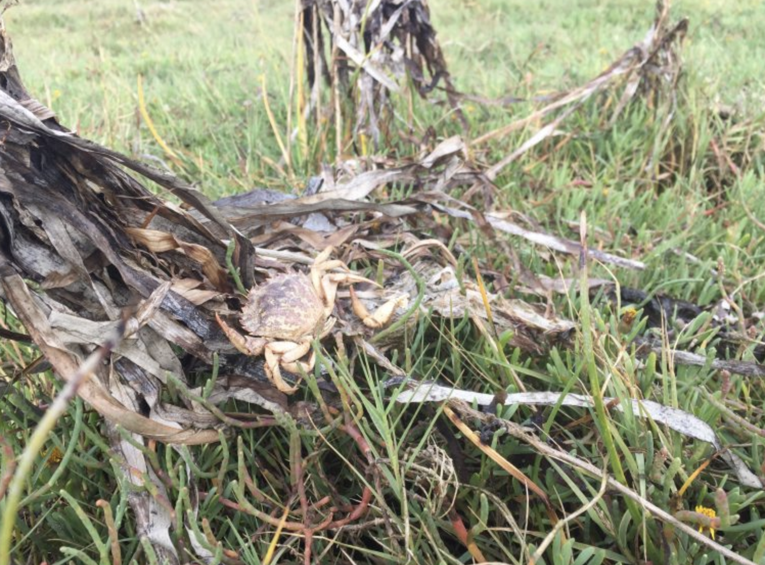 A green crab molt washed up in the eelgrass wrack at Tokeland suggested we were hot on the trail! (Photo: Sean McDonald)<br />
