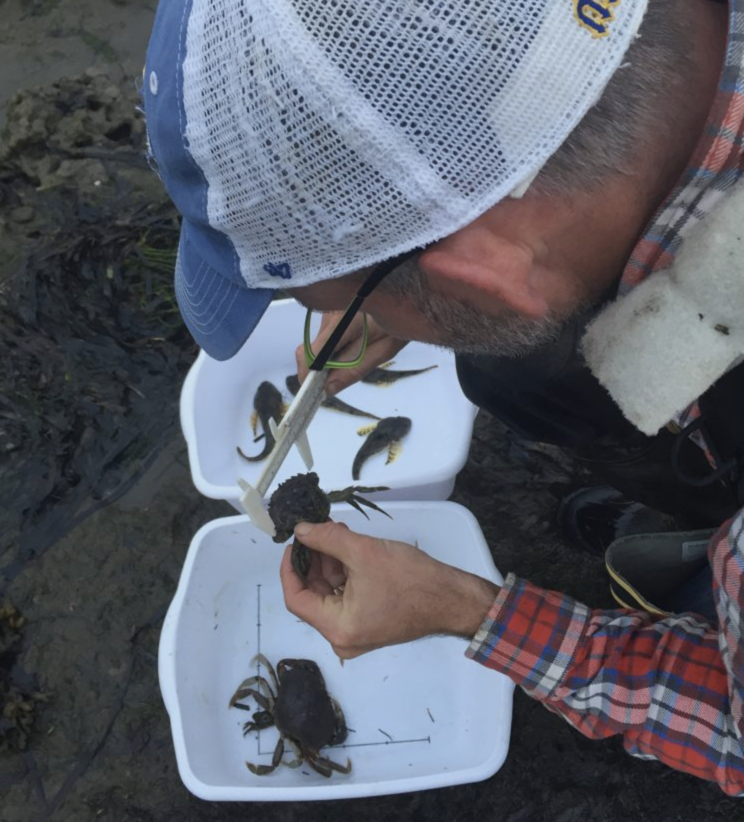 Sean measures one of four European green crabs captured at Tokeland to help determine its age. (Photo: Emily Grason)<br />
