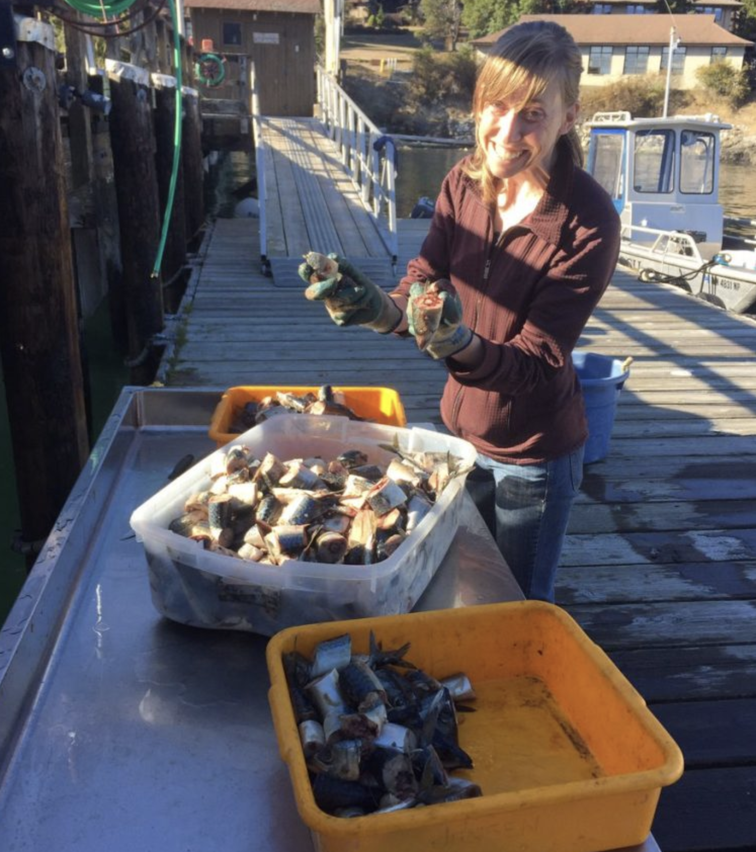 Emily preps bait for trapping response on the FHL docks.