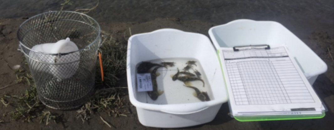 Protocol in Focus: What is “live epifauna”?