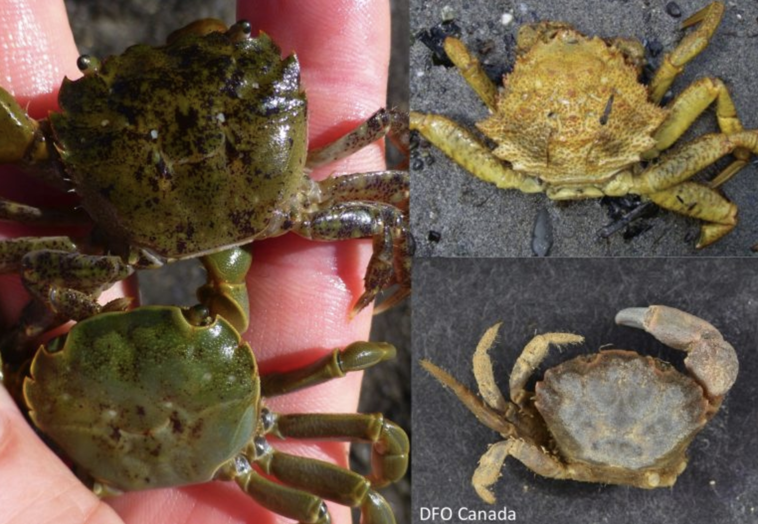 Four species of native green-ish crabs that are not European green crabs. From top left: Hairy shore crab, hairy helmet crab, black clawed crab, purple shore crab. Photos: Emily Grason, Jeff Adams, DFO Canada<br />
