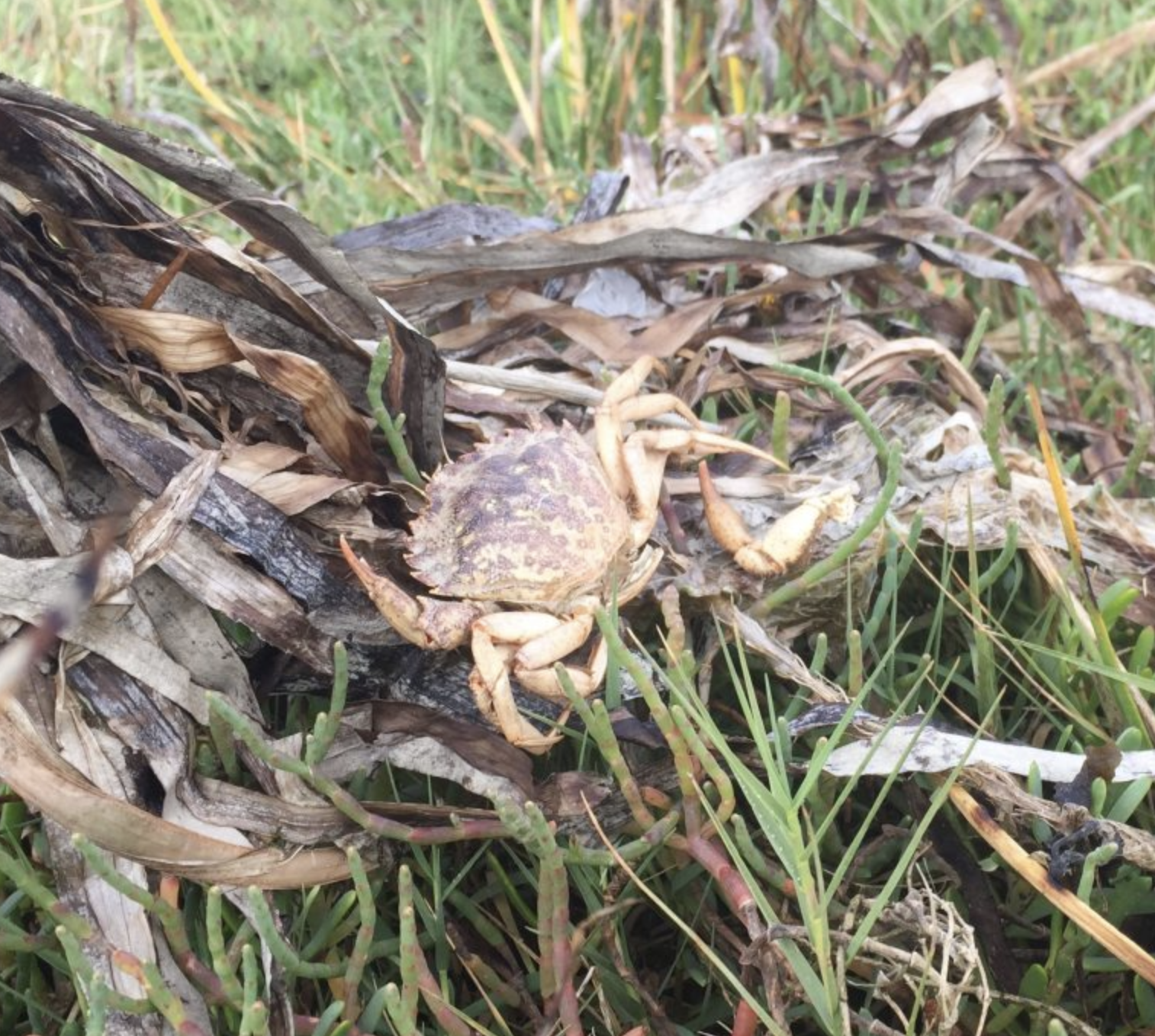 Molts often wash up in beach wrack, and can be safely collected as evidence of nearby European green crabs.<br />
