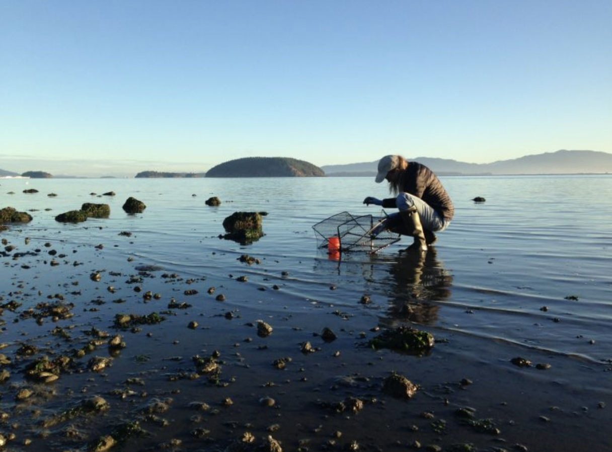 Allen Pleus, WDFW Aquatic Invasive Species Unit Lead gets muddy looking for green crabs in Padilla Bay. (Photo: Sean McDonald)<br />
