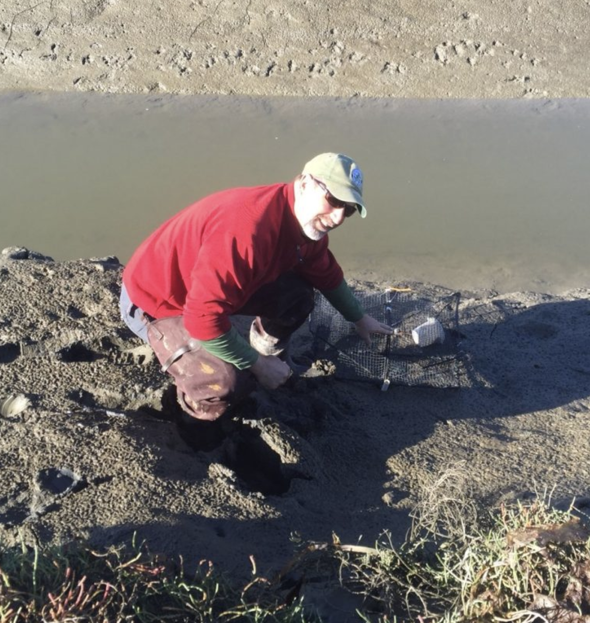 Allen Pleus, WDFW Aquatic Invasive Species Unit Lead gets muddy looking for green crabs in Padilla Bay. (Photo: Sean McDonald)<br />

