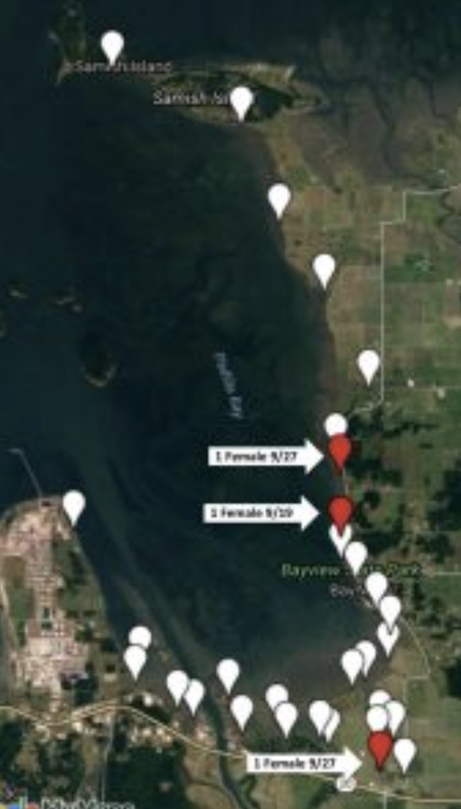 pb-rapid-response-day-2-map Map showing trapping white) and capture red) sites to date for invasive European green crab in Padilla Bay.<br />
